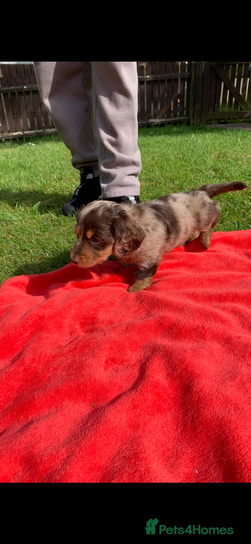 Dachshund dogs Miniature dachshund puppy longhair 1 left.  - Advert 6