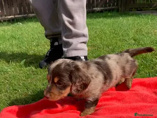 Dachshund dogs Miniature dachshund puppy longhair 1 left. - Advert 6