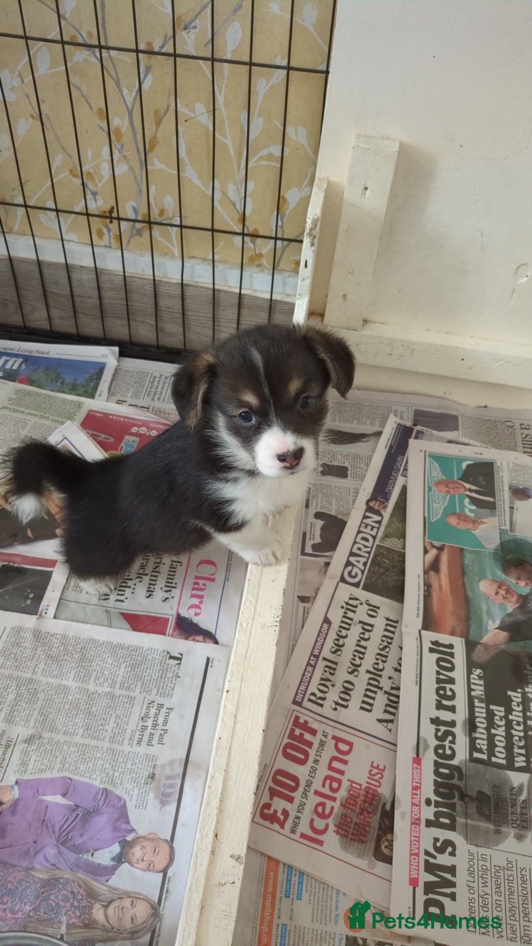 Welsh Corgi Pembroke dogs for sale: Well bred pembs pups DNA clear DM,eic, Vwd ,pra - Image 6