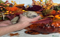 Mini Goldendoodle dogs for sale: 4 left mini gorgeous goldendoodles dna clear  - Image 3