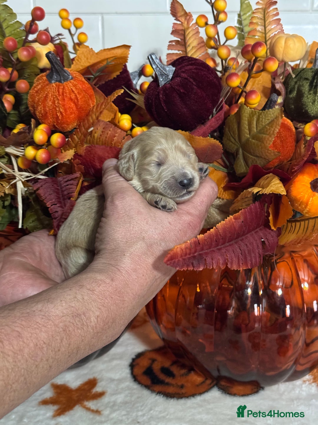 Mini Goldendoodle dogs for sale: 4 left mini gorgeous goldendoodles dna clear  - Image 3