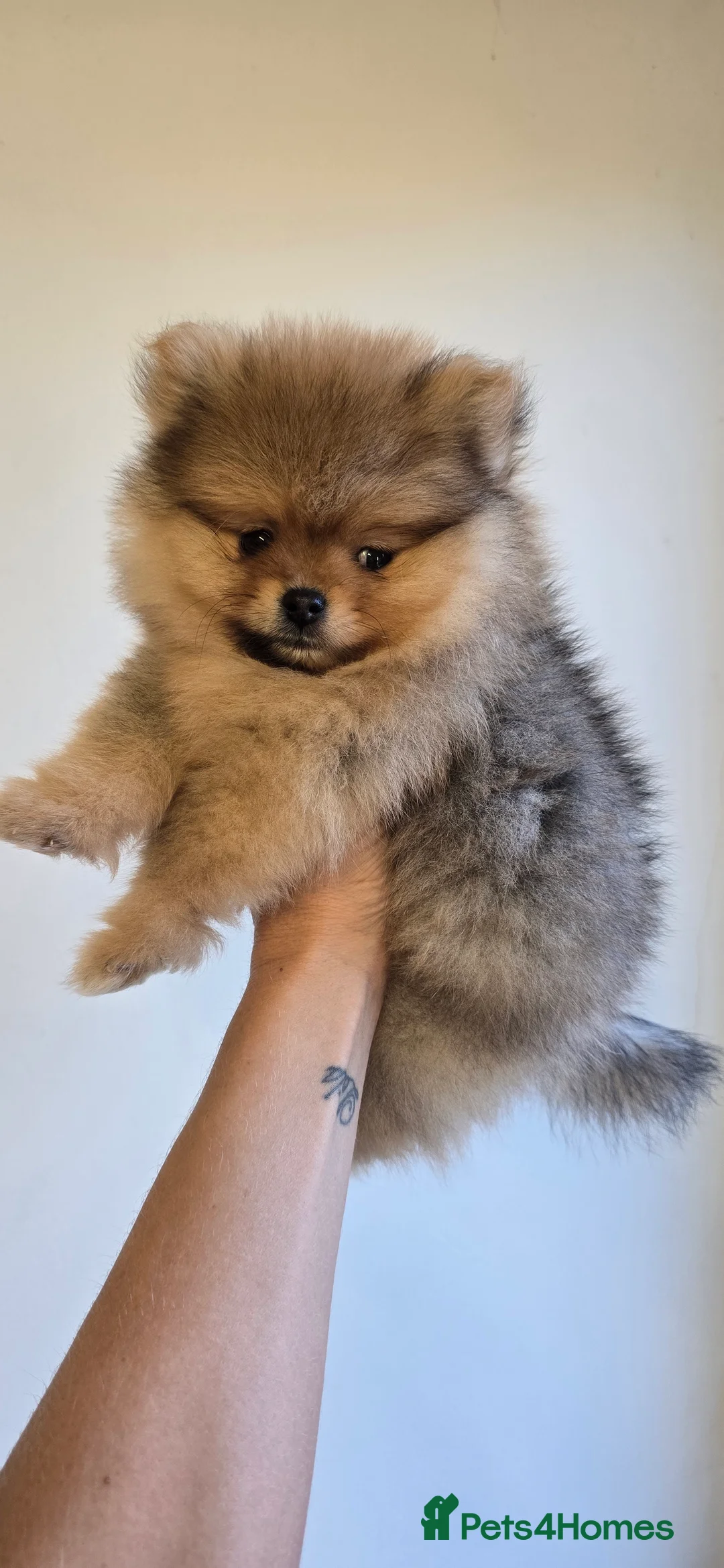 Pomeranian dogs for sale: Quality pomeranian pups - Advert 5