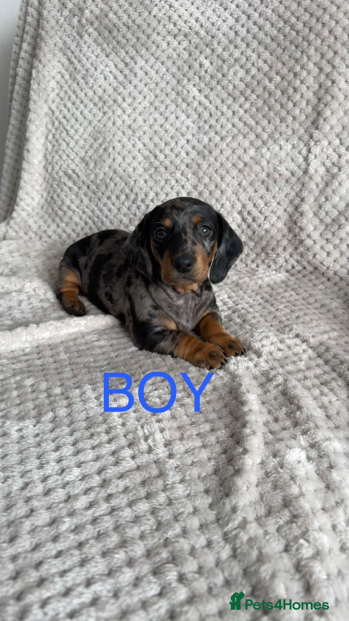 Dachshund dogs Dachshund puppies - Advert 1