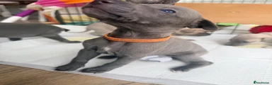 Whippet Puppy 3 Orange 