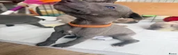 Whippet dogs for sale: Gorgeous Whippets Ready for forever Home - Advert 4