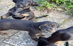 Mixed Breed dogs for sale: Golden Retriever/ Great Dane Mix - Image 7