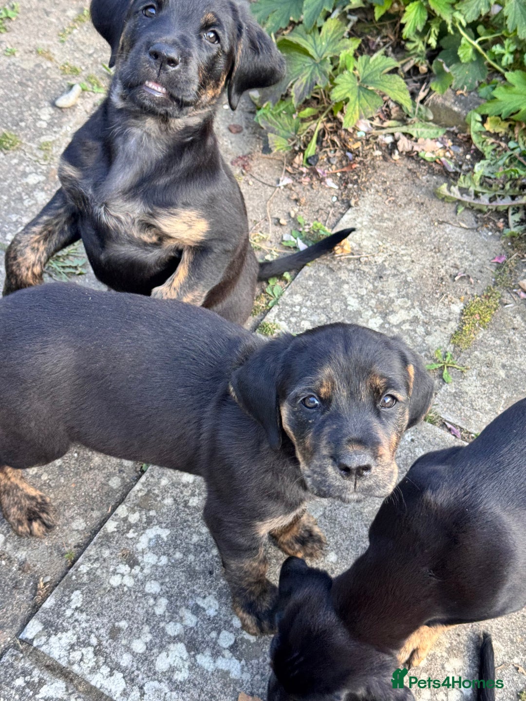 Mixed Breed dogs for sale: Golden Retriever/ Great Dane Mix - Image 7