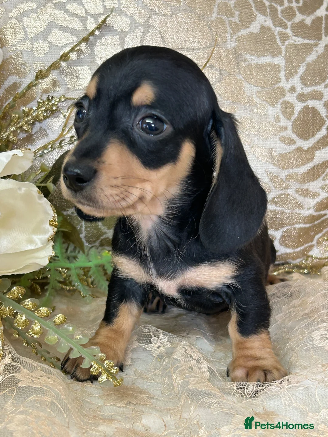 Miniature Dachshund dogs for sale: KC Smooth Coat Miniature Dachshunds - Advert 1