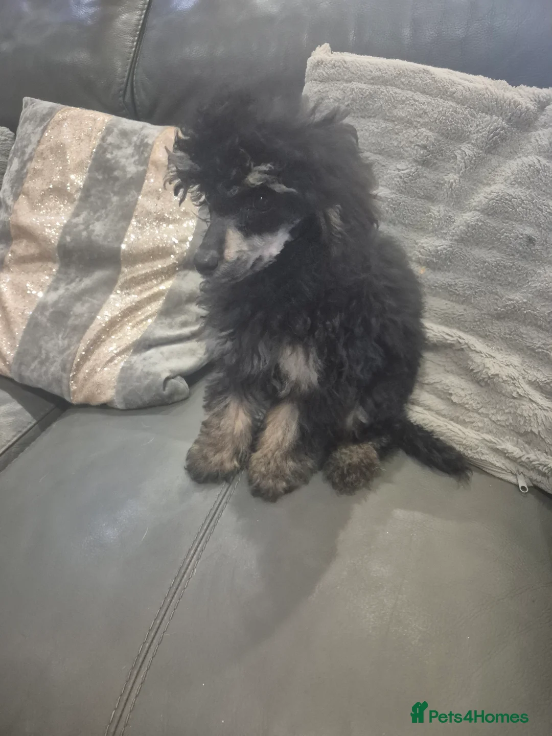 Toy Poodle dogs for sale: Poodle boys (toy x aisan) - Advert 18