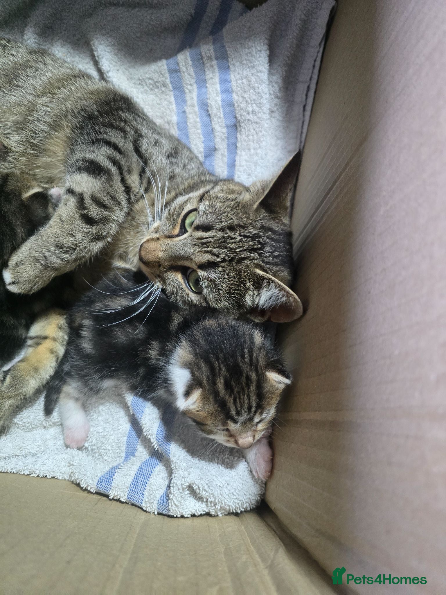 Mixed Breed cats Kittens  - Advert 1