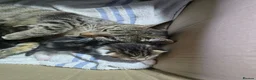 Mixed Breed cats for sale: Kittens  - Advert 1
