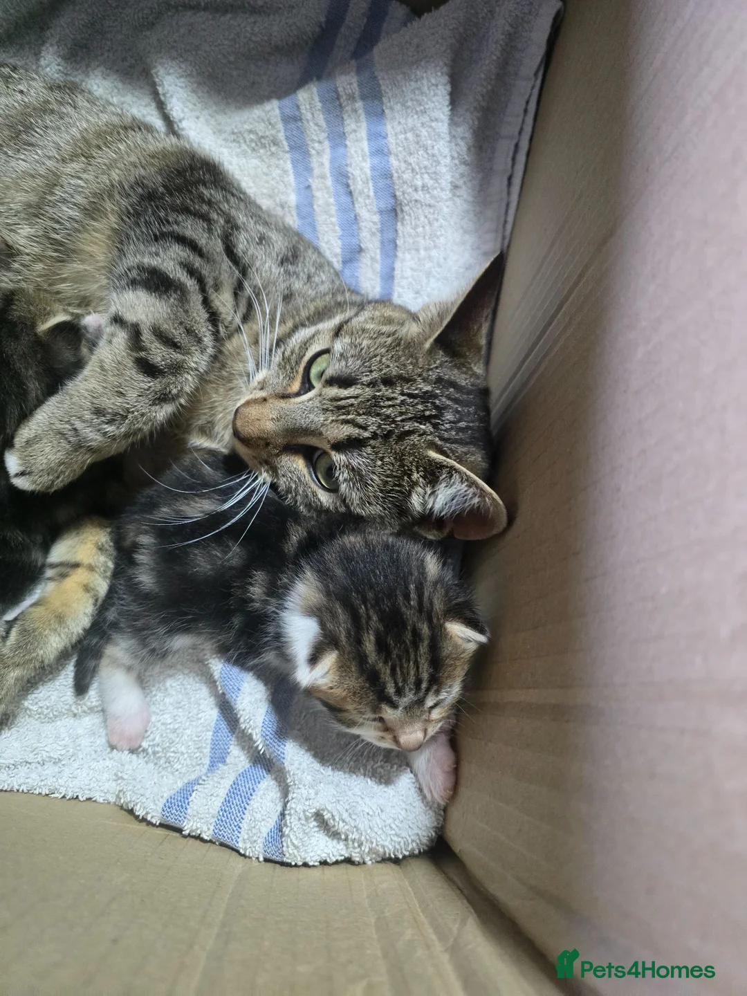 Mixed Breed cats for sale: Kittens  - Advert 1