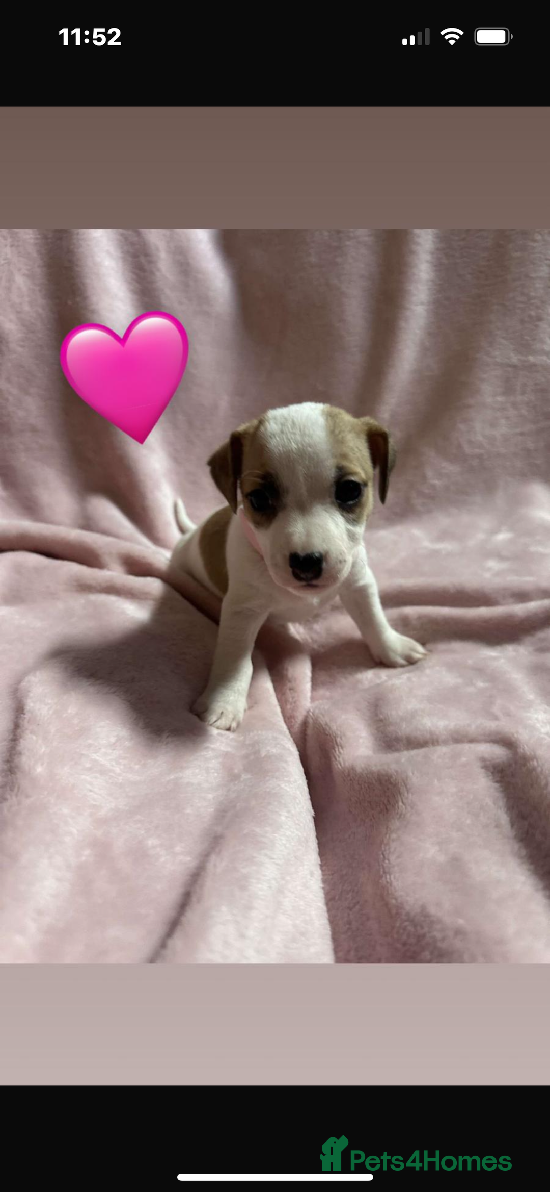 Jack Russell dogs for sale: 5 beautiful jack russel pups  - Image 13