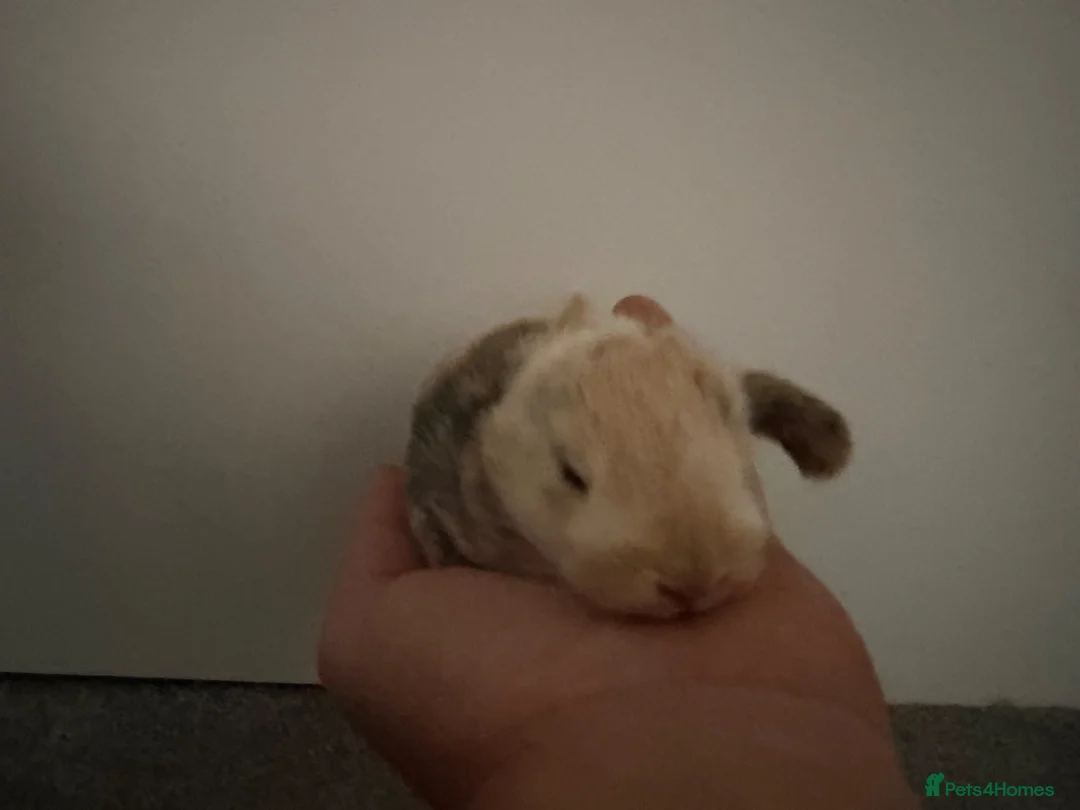 Mini Lop rabbits for sale: MINI LOPS READY TO RESERVE  - Advert 2