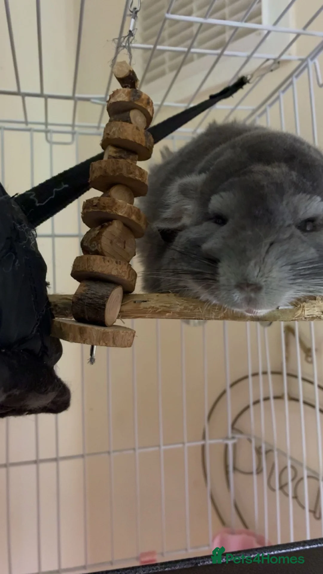 Chinchilla rodents for sale: Male chinchilla in Leek - Advert 6