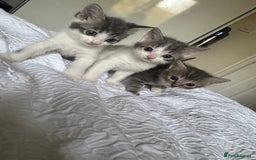 Domestic Shorthair cats for sale: 7 kittens ready 22nd November  - Image 6