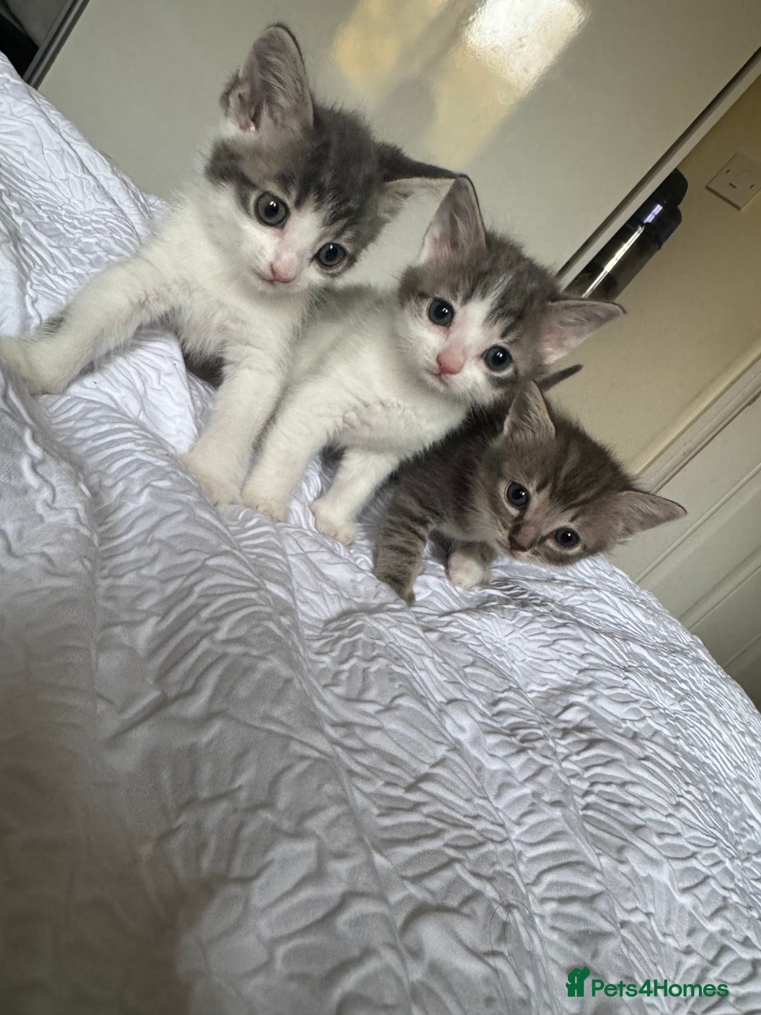 Domestic Shorthair cats for sale: 7 kittens ready 22nd November  - Image 6