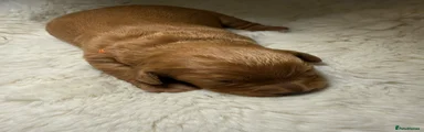 Cocker Spaniel 3