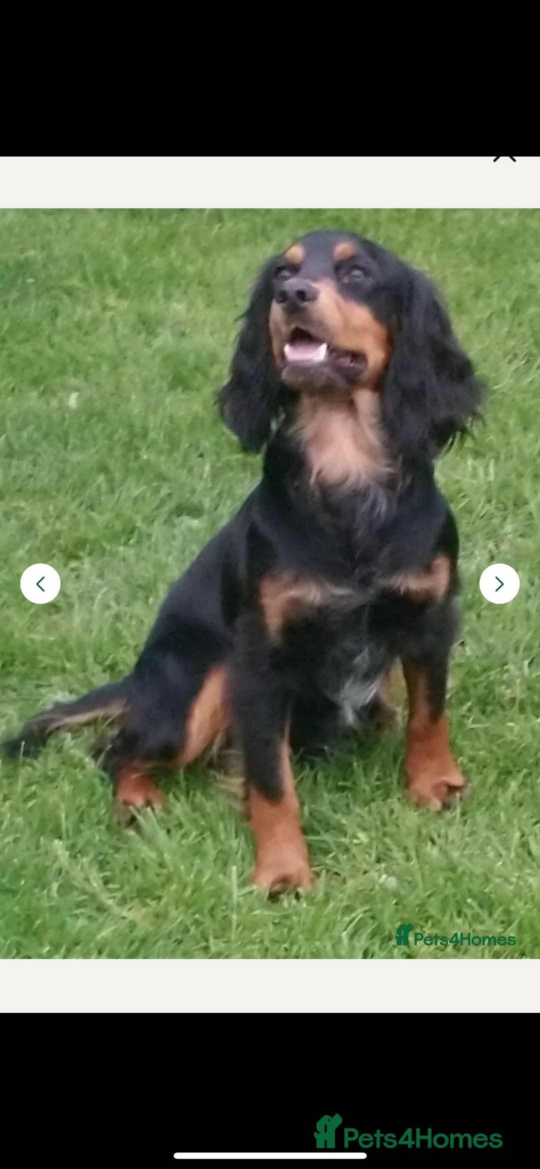 Cockapoo dogs for sale: F1b cockapoo puppies  - Advert 7