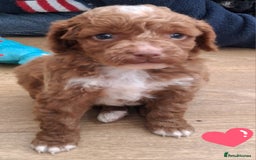 Cockapoo dogs for sale: ** BEAUTIFUL LITTER OF COCKAPOOS ** - Image 33