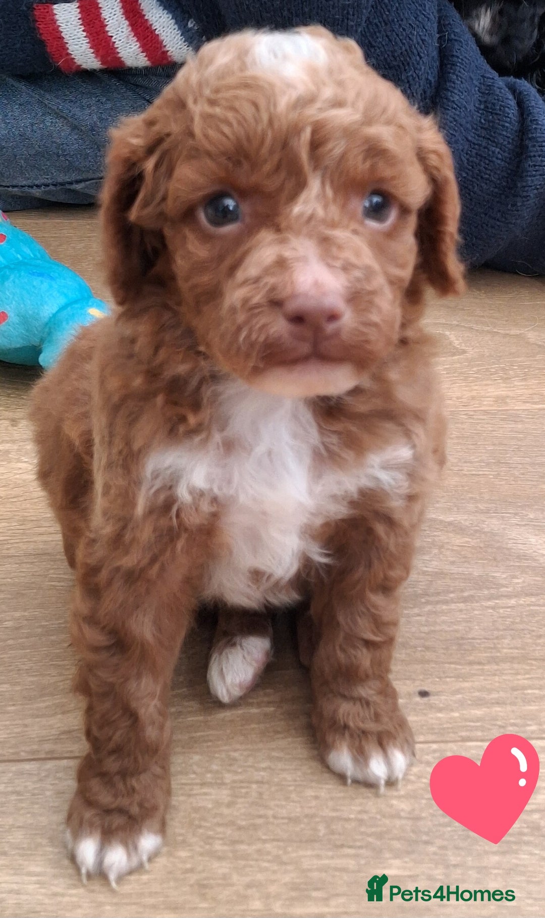 Cockapoo dogs for sale: ** BEAUTIFUL LITTER OF COCKAPOOS ** - Image 33
