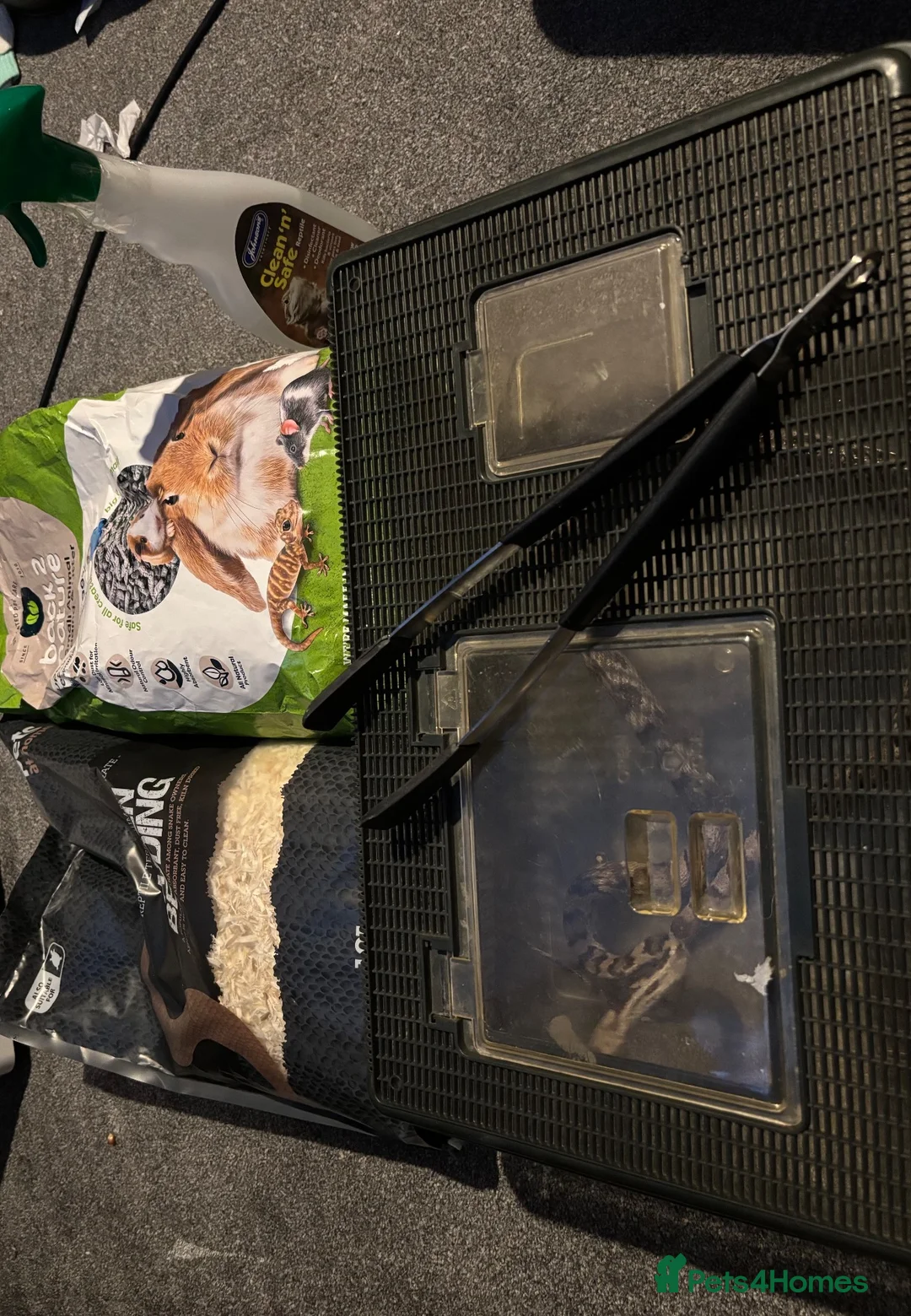 Corn Snake reptiles for sale: Corn snake for sale  in Bury Saint Edmunds - Advert 5