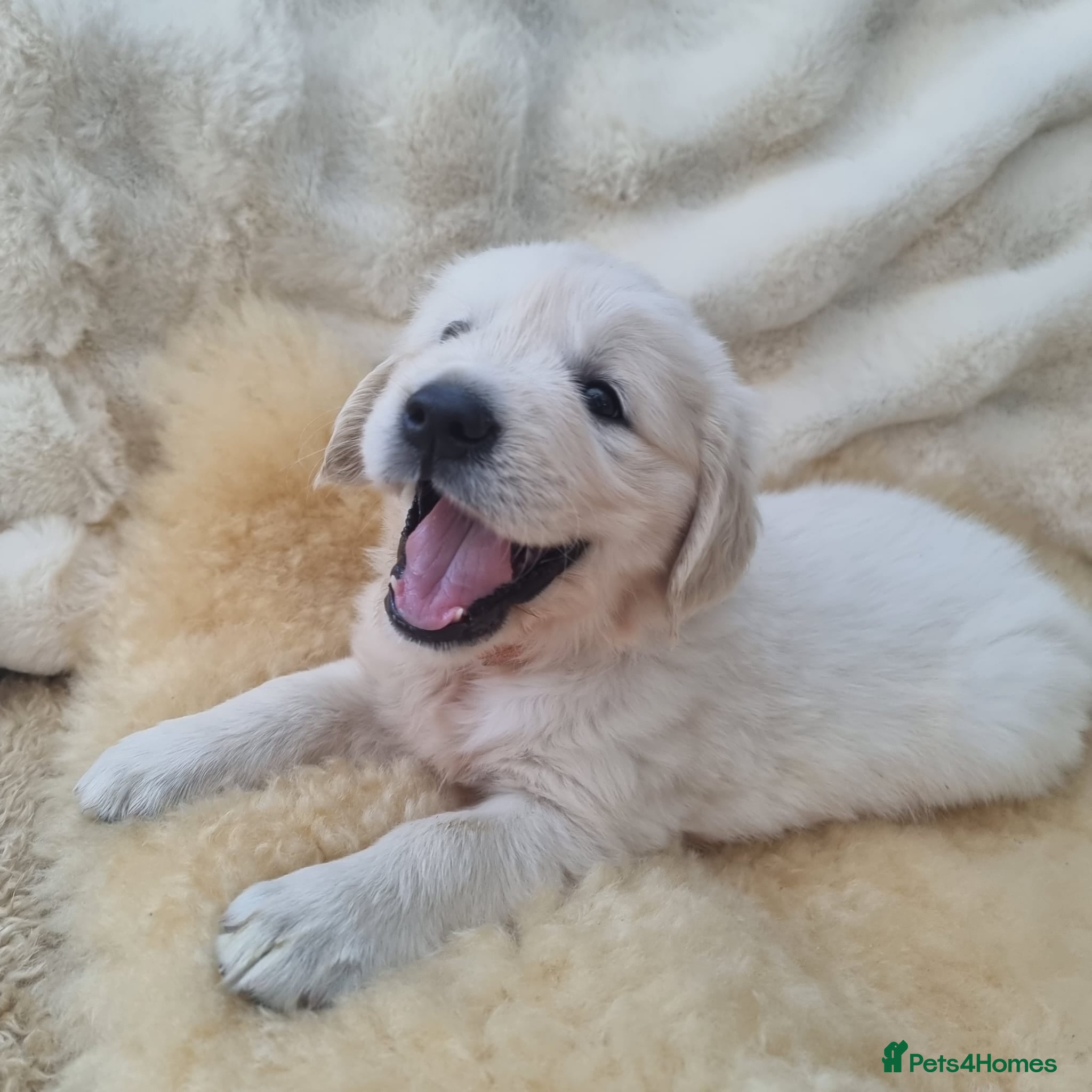 Golden Retriever dogs Champion Line KC Golden Retriever Puppies  - Advert 2
