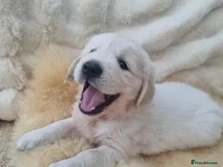 Golden Retriever dogs Champion Line KC Golden Retriever Puppies - Advert 2