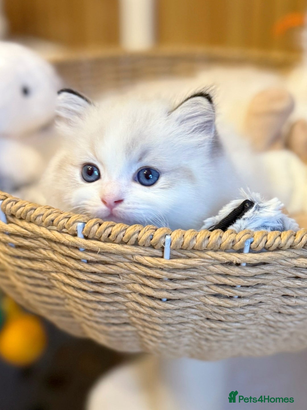 Ragdoll cats for sale: DNA Tested Ragdoll Kitten 1 Male Available  - Advert 15