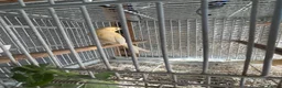 Canaries birds for sale: Young Canaries in London - Advert 3