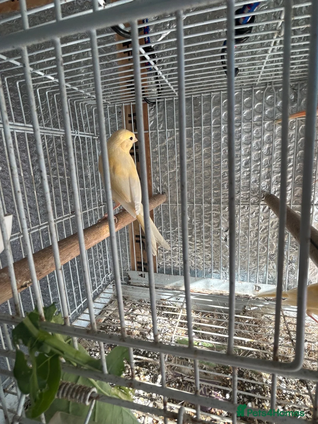 Canaries birds for sale: Young Canaries in London - Advert 3