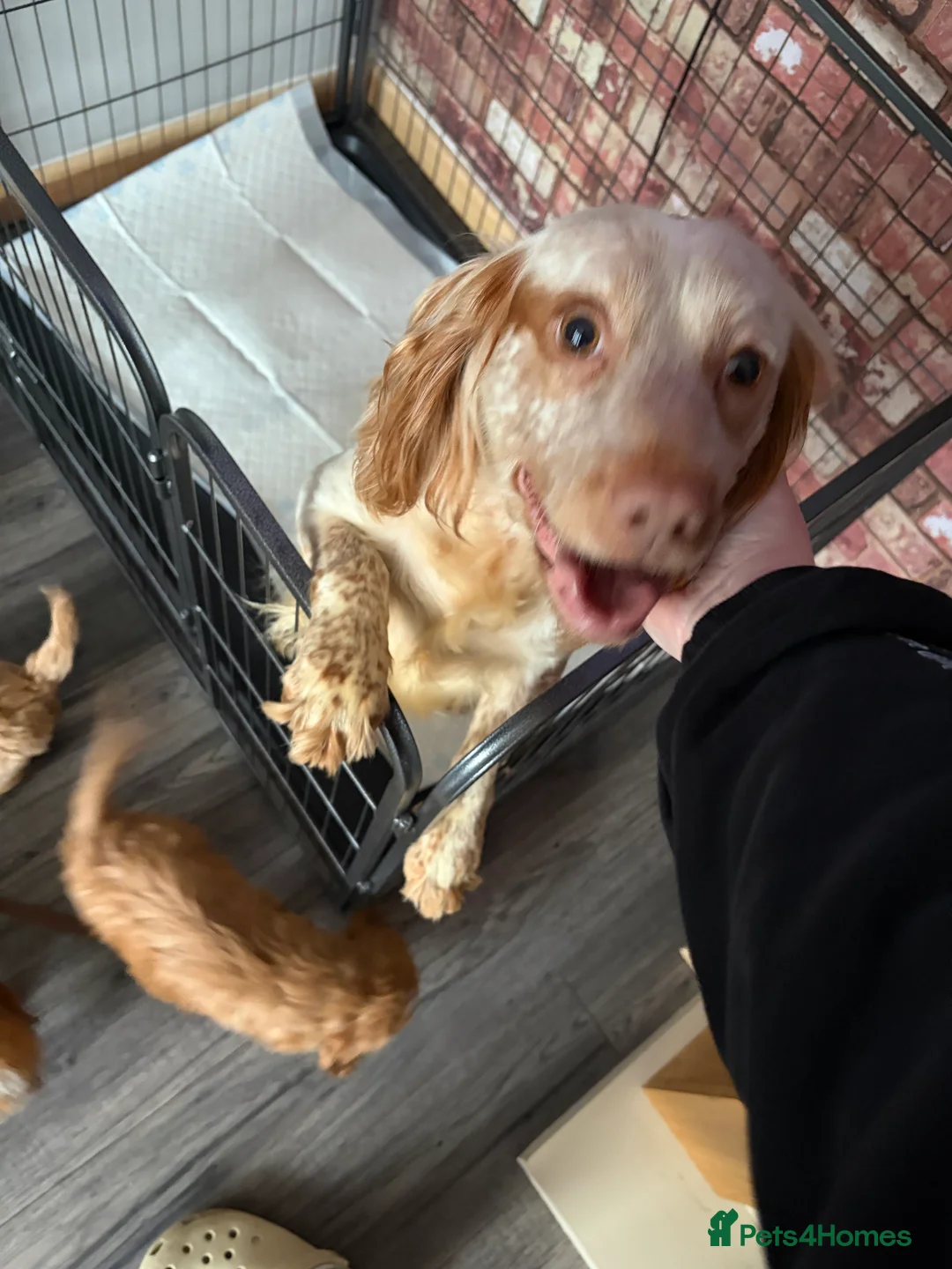 Cockapoo dogs for sale: Cockapoo pups  - Advert 1