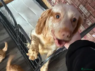 Cockapoo dogs Cockapoo pups - Advert 3