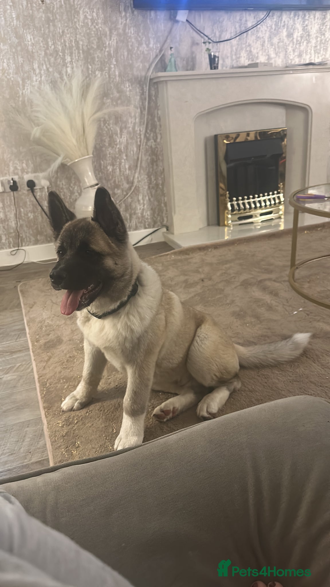 Akita dogs 6 month fawn male  - Advert 12