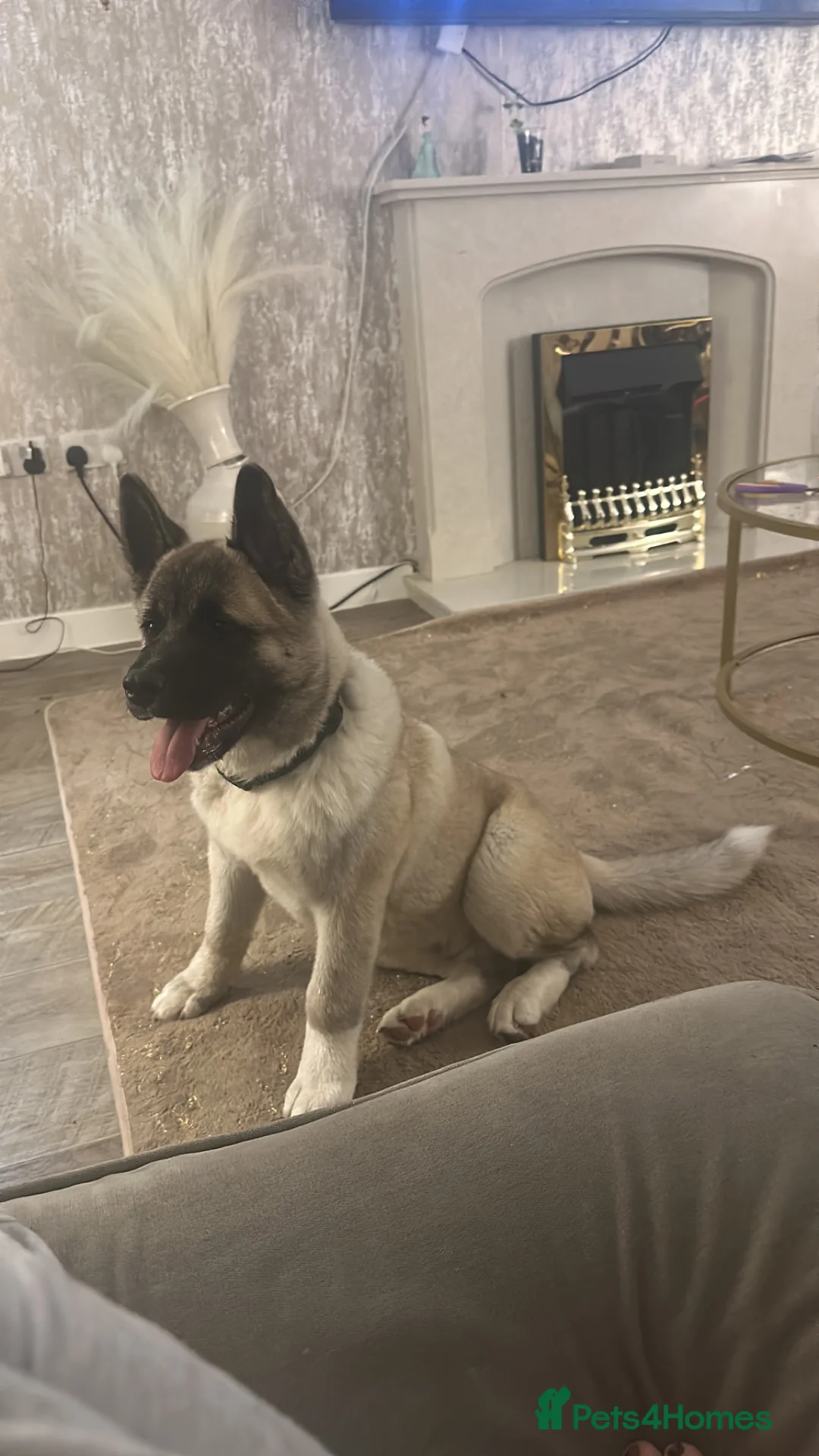 Akita dogs for sale: 6 month fawn male  - Advert 1