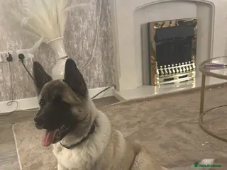 Akita dogs 6 month fawn male - Advert 12
