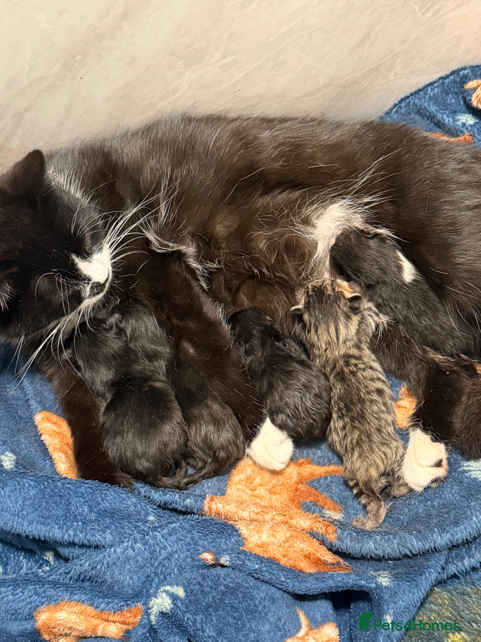 Mixed Breed cats for sale: Male Kittens  - Advert 3