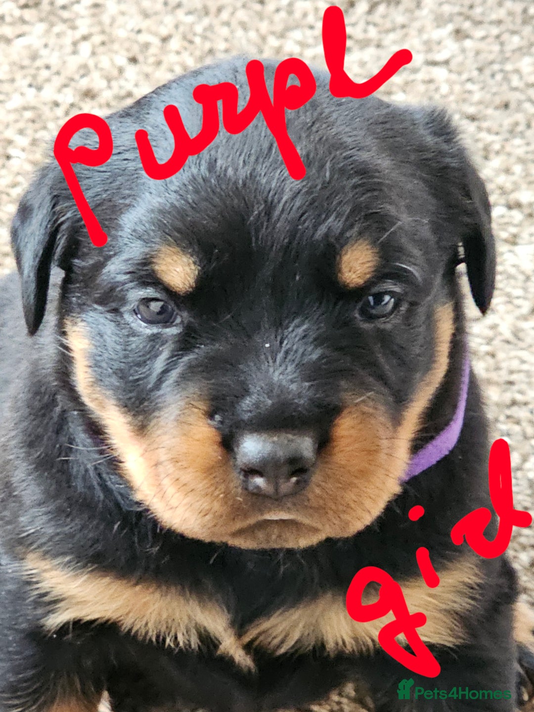 Rottweiler dogs for sale: Pure breed Rottweiler  - Image 12