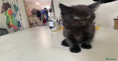 Mixed Breed cats - Advert 4