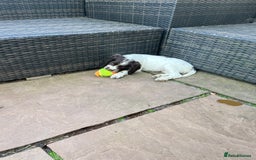 English Springer Spaniel dogs for sale: Superb DNA KC Champion Bred Working Springer Pups - Image 37