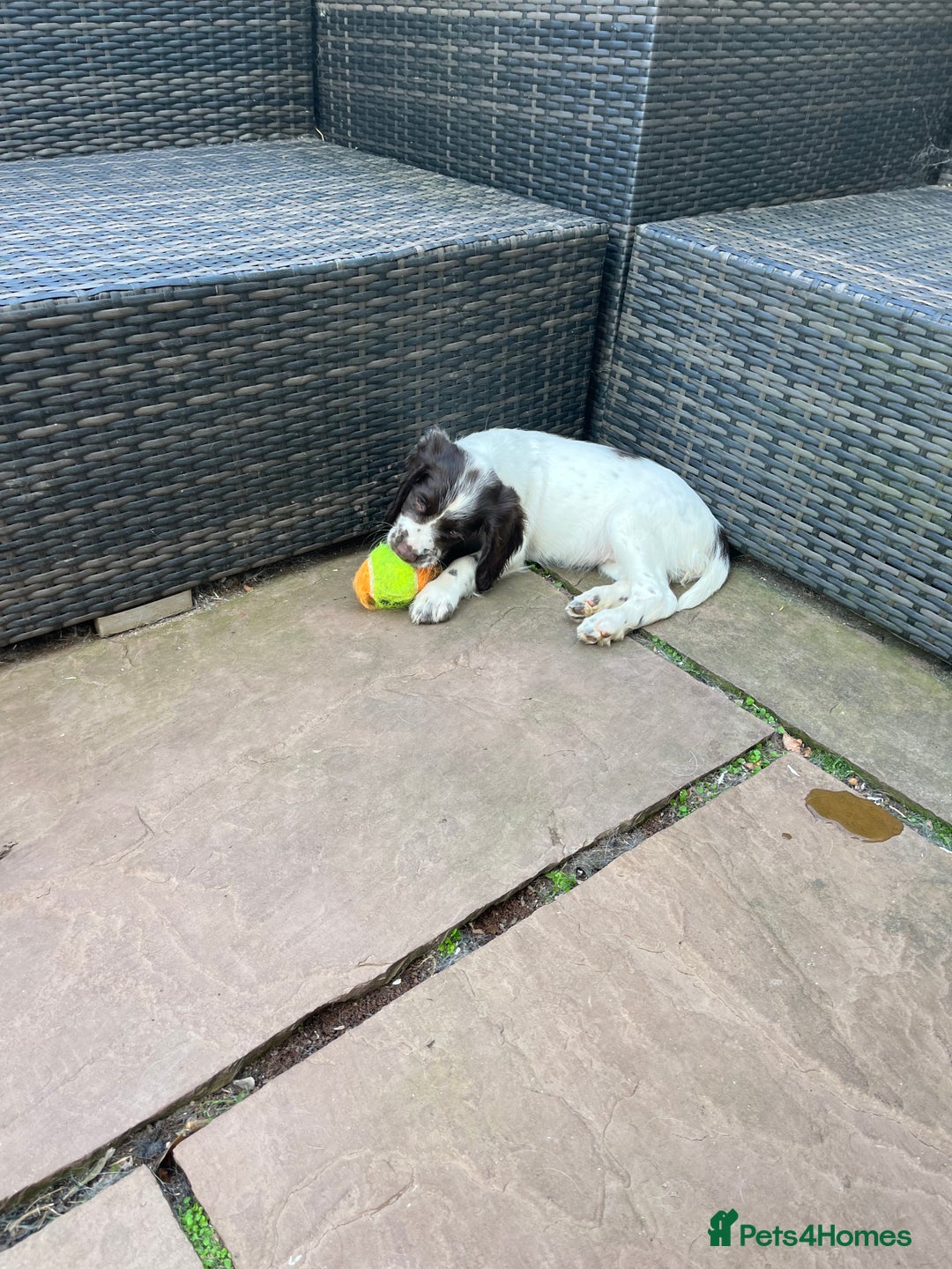 English Springer Spaniel dogs for sale: Superb DNA KC Champion Bred Working Springer Pups - Image 37