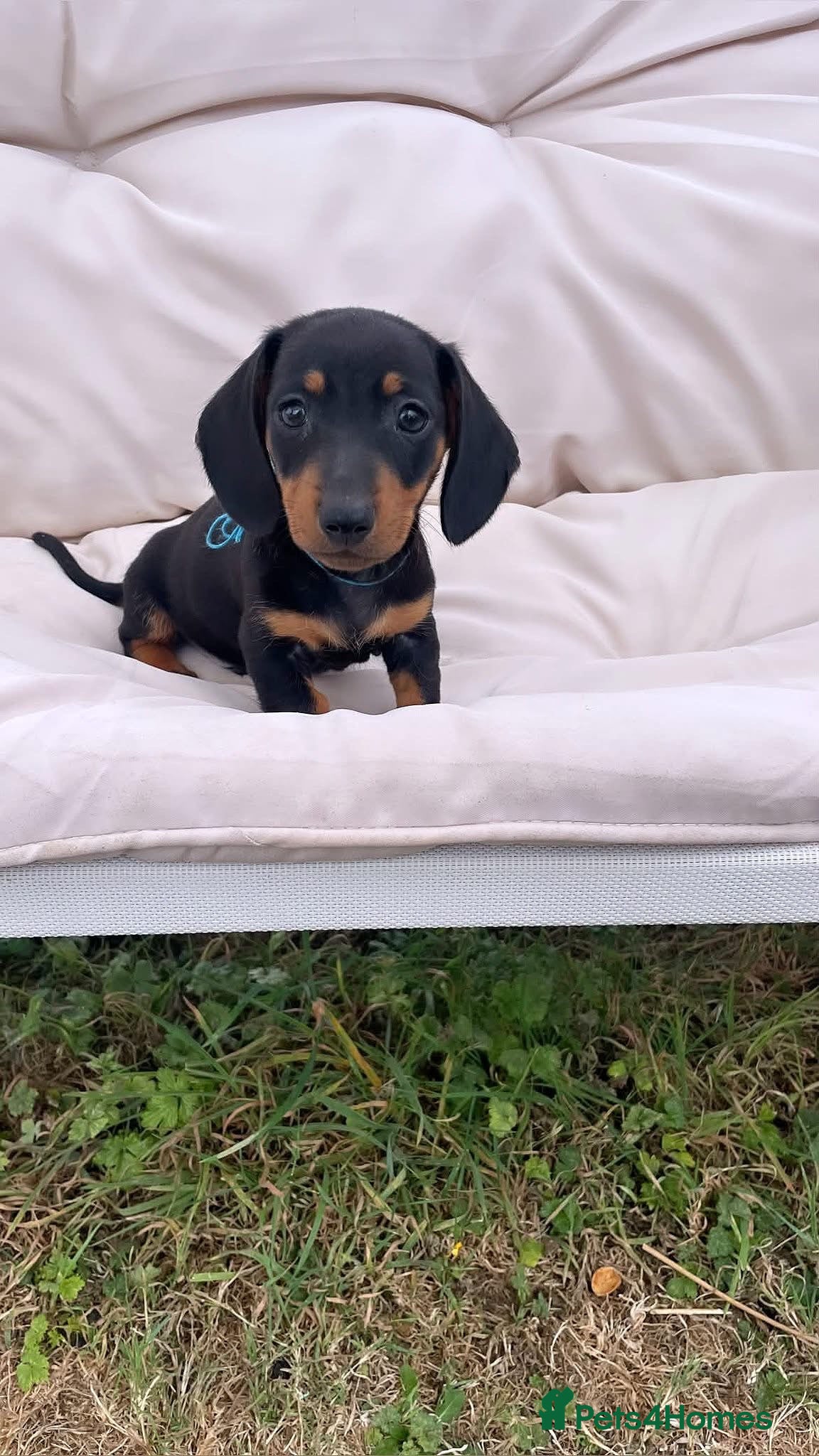 Miniature Dachshund dogs Miniature Dachshund Pups ready to leave 🐶  - Advert 9