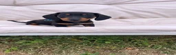 Miniature Dachshund dogs for sale: Miniature Dachshund Pups ready to leave 🐶  - Advert 12