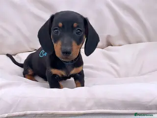 Miniature Dachshund dogs Miniature Dachshund Pups ready to leave 🐶 - Advert 1