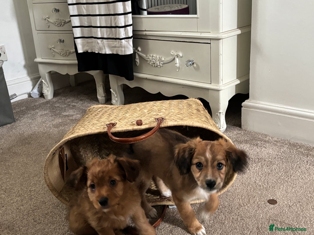 Mixed Breed dogs for sale:  Cockerainan   - Image 9