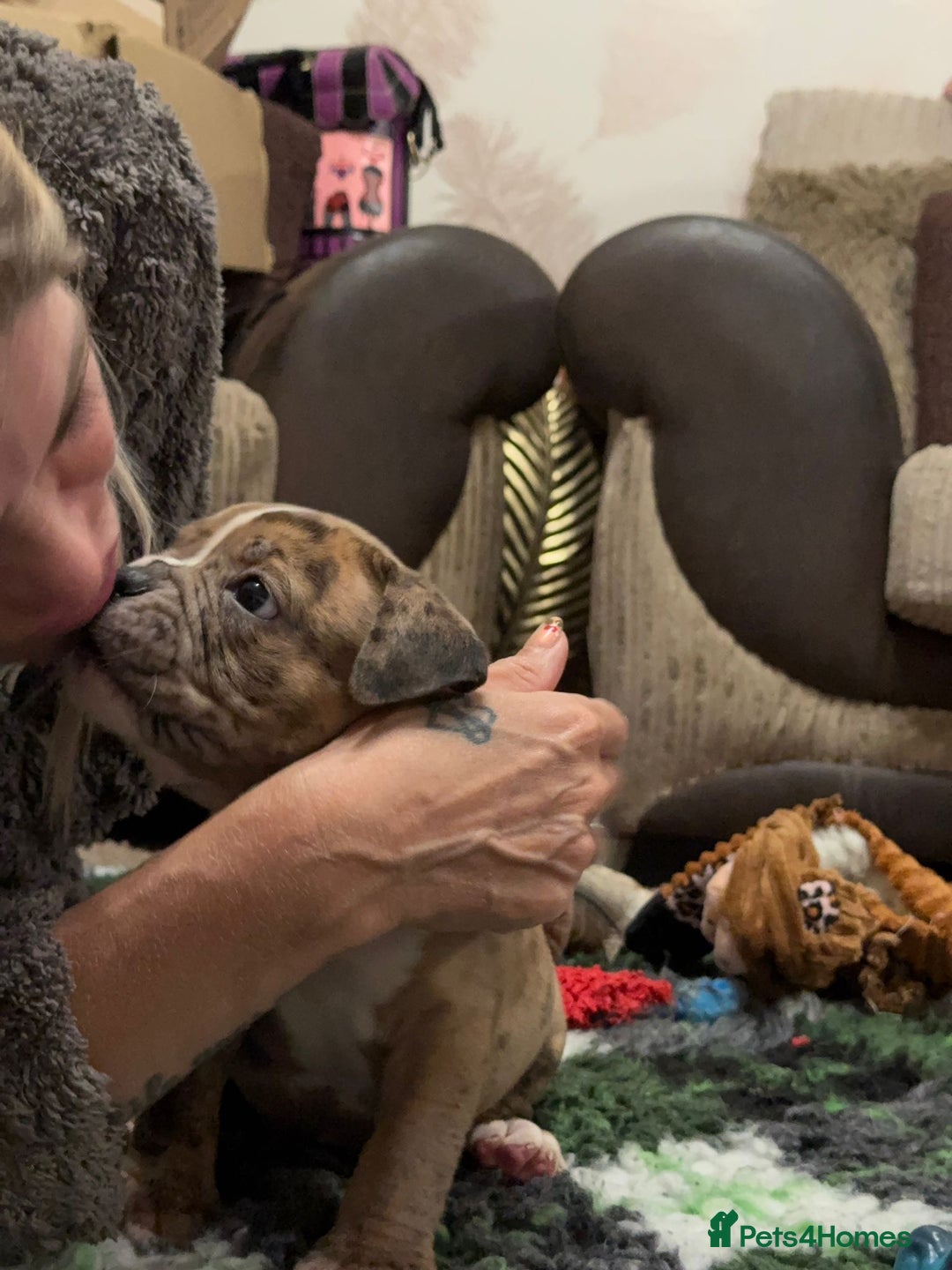 Olde English Bulldogge dogs for sale: (Reduced) Olde English Bulldogges puppies  - Advert 12