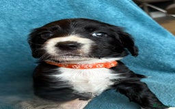 Sprocker dogs for sale: Beautiful Sprocker Spaniel pups - Image 2