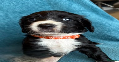 Sprocker dogs - Advert 7