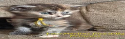 Maine Coon cats for sale: Gorgeous TICA registered Maine Coon Kittens - Advert 6