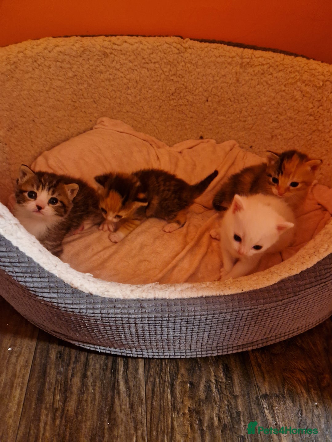 Mixed Breed cats for sale: ⭐️⭐️⭐️Siberian cross ⭐️⭐️⭐️ - Advert 13